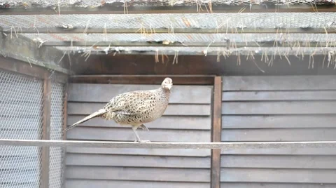 Phasianus colchicus. Female common pheasant walks on perch Video stock 48217829