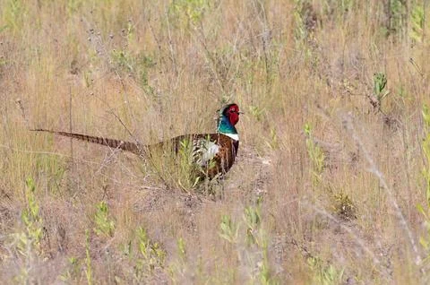 Phasianus colchicus. Ring-necked Pheasant. A male bird standing in the midd.. Fotos Stock