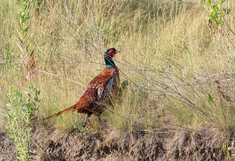 Phasianus colchicus. Ring-necked Pheasant. A male bird standing in the midd.. Foto stock