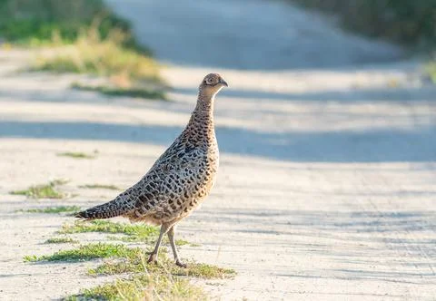 Phasianus colchicus. Ring-necked Pheasant. A young bird walks down a field ro Stock Photos