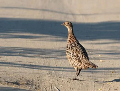 Phasianus colchicus. Ring-necked Pheasant. A young bird walks down a field ro Foto stock