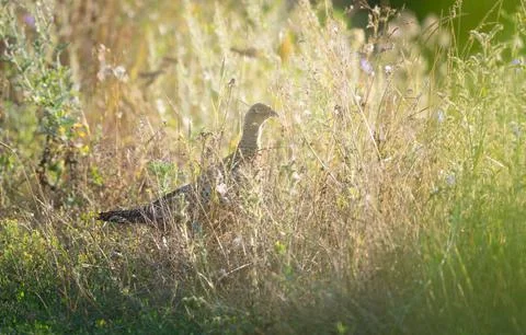 Phasianus colchicus. Ring-necked Pheasant. A young bird hides in dense vege.. Foto stock