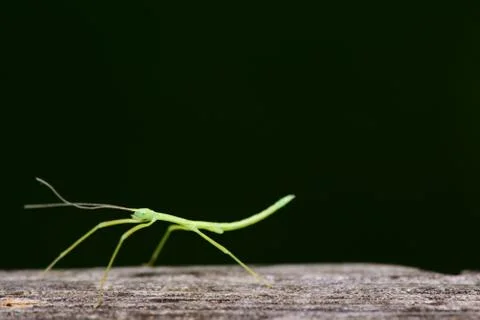 Phasmatodea 스톡 사진