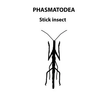 Phasmatodea stick Stock Illustration