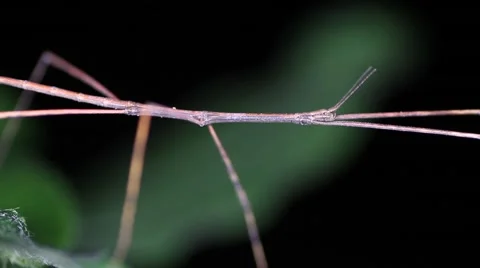 Phasmida on a branch at night Stock Footage 56370176