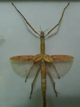 Phasmidae 스톡 사진