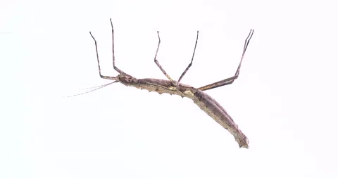 Phasmids Stock Footage 152959134