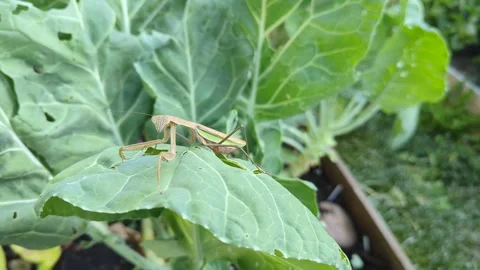 Phasmids (Walking Stick) on a collard leaf in a vegetable garden Stock Footage 290792666