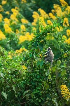 A Phayres leaf monkey sits on the canopy of wild tree. Stock Photos