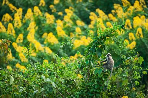 A Phayres leaf monkey sits on the canopy of wild tree. Stock Photos