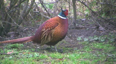 Pheasant-1 Video stock 340549