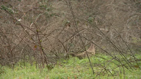 Pheasant 13 HD Stock Footage 6160427