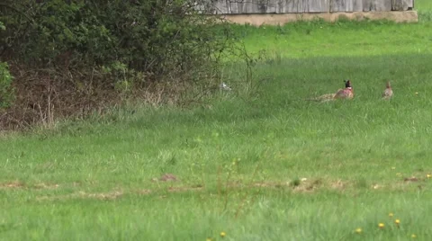 Pheasant and partridge on the meadow. Video stock 62902061