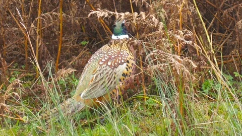 Pheasant and vegetation Stock Footage 87197124
