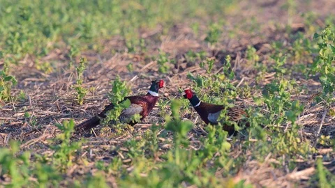Pheasant are fight in the field, spring Stock Footage 96492684