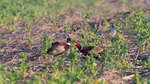Pheasant are fight, spring Stock Footage 93180032