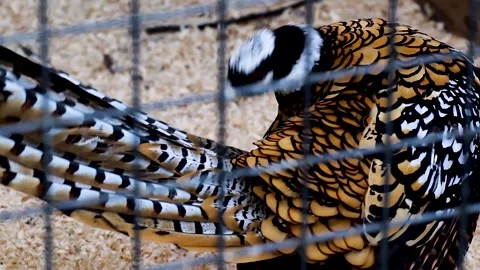 Pheasant bird in a cage 스톡 동영상 283415514