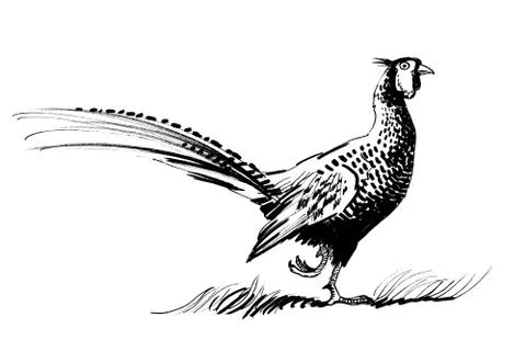 Pheasant bird Stock Illustration
