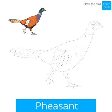 Pheasant bird learn to draw vector Stock Illustration