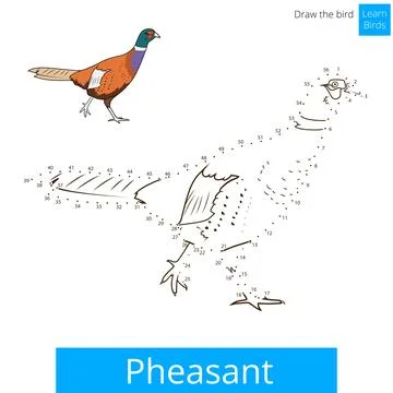 Pheasant bird learn to draw vector Illustrazione stock