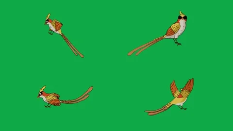 Pheasant Bird Peacock Wings 2d animated cartoon character on green screen High Stock Footage 334703491