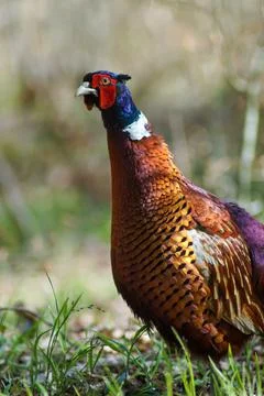 Pheasant bird Stock Photos