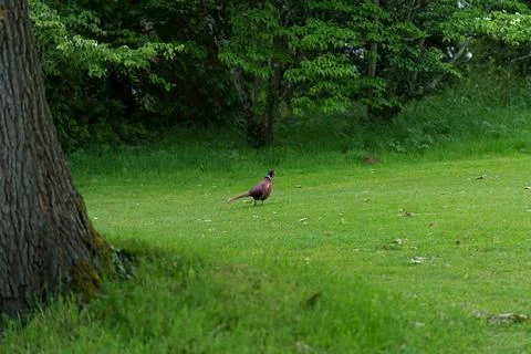 Pheasant bird 库存照片