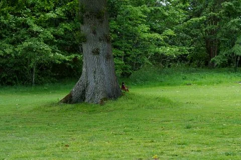 Pheasant bird Stock-Fotos