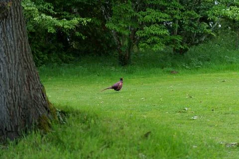 Pheasant bird Stock-Fotos