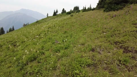 A pheasant bird walking along the alpine meadow high up in the mountains. Stock Footage 160699228
