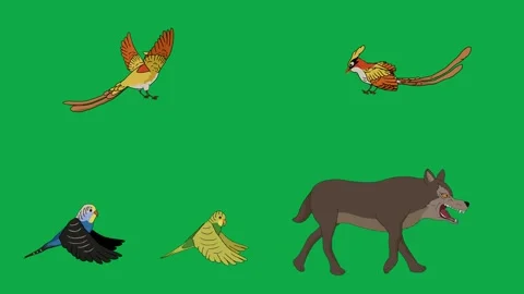 Pheasant Bird Wolf Predator 2d animated cartoon character on green screen High Video stock 334703621