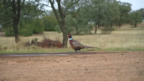 Pheasant birdwalking and drinking water from a pond Stock Footage 278512797