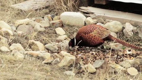 Pheasant bites waste of human life Stock Footage 79408646