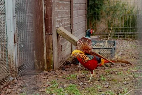 Pheasant with bright colored feathers walking on the grass Stock Photos