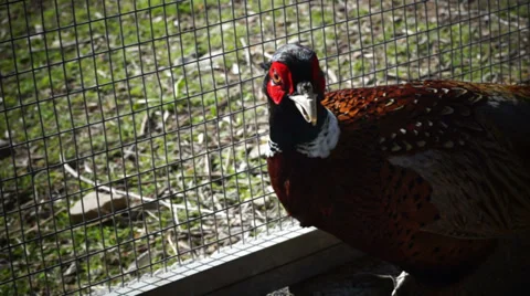Pheasant in the cage Stock Footage 35760298