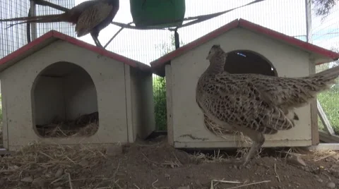 Pheasant in the Cage Видео 59104051