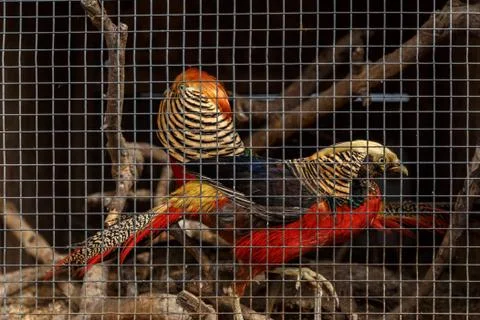 Pheasant in a cage Stock Photos