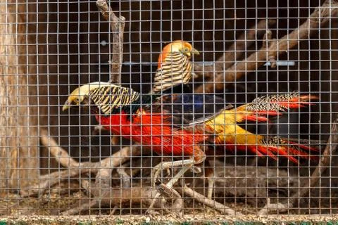 Pheasant in a cage Stock Photos