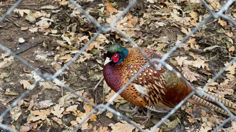 A pheasant in a cage at a zoo, kept in captivity Video stock 329091546