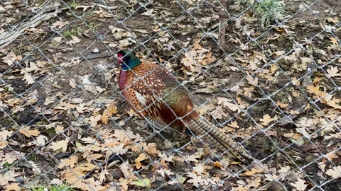 A pheasant in a cage at a zoo, kept in captivity Video stock 329091551