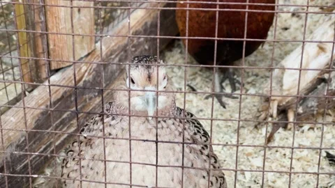 A pheasant in a cage at a zoo, kept in captivity Stock Footage 329091771