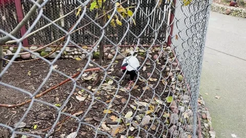 A pheasant in a cage at a zoo, kept in captivity Video stock 329091809