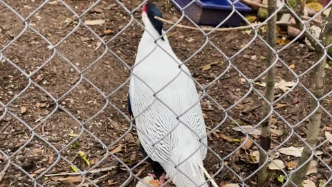 A pheasant in a cage at a zoo, kept in captivity Vídeos de archivo 329091816