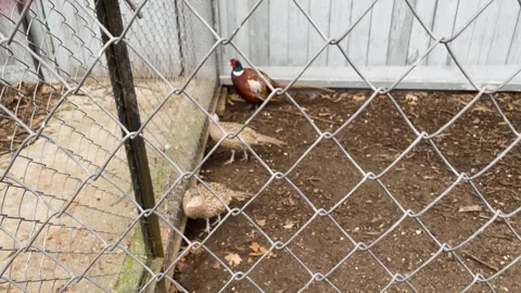 A pheasant in a cage at a zoo, kept in captivity 스톡 동영상 329091830