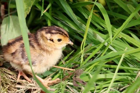 A Pheasant Chick. Stock Photos