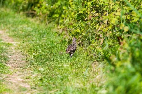 Pheasant chick walking in grass looking into reed Stock Photos