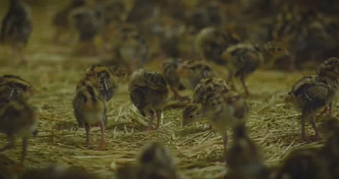 Pheasant chickens Stock Footage 155848852
