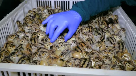 Pheasant chicks in farm hatchery Video stock 192949616
