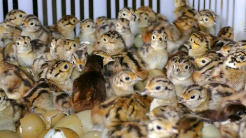Pheasant chicks in farm hatchery Stock Footage 193076671