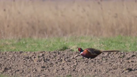 Pheasant chooses worms in the field, 4K slomo Stock Footage 176197692